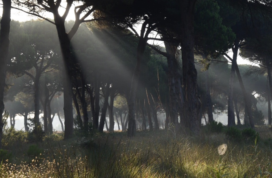 Nel regno degli argiopi